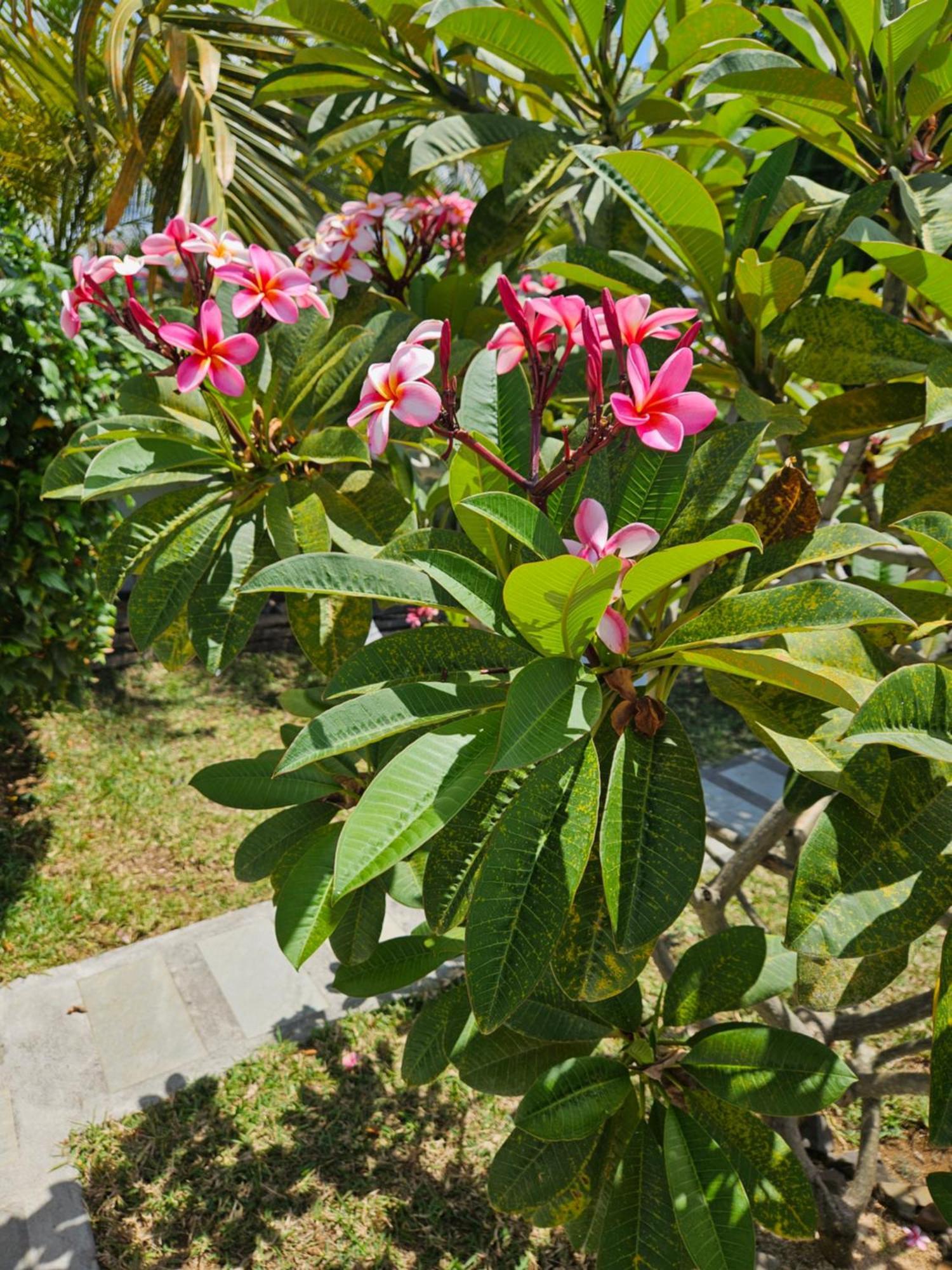 דירות טרו ד'או דוס Casa Frangipani Mauritius מראה חיצוני תמונה